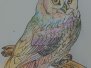 Art - Water colour Owls