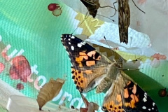 Year 4 Butterflies
